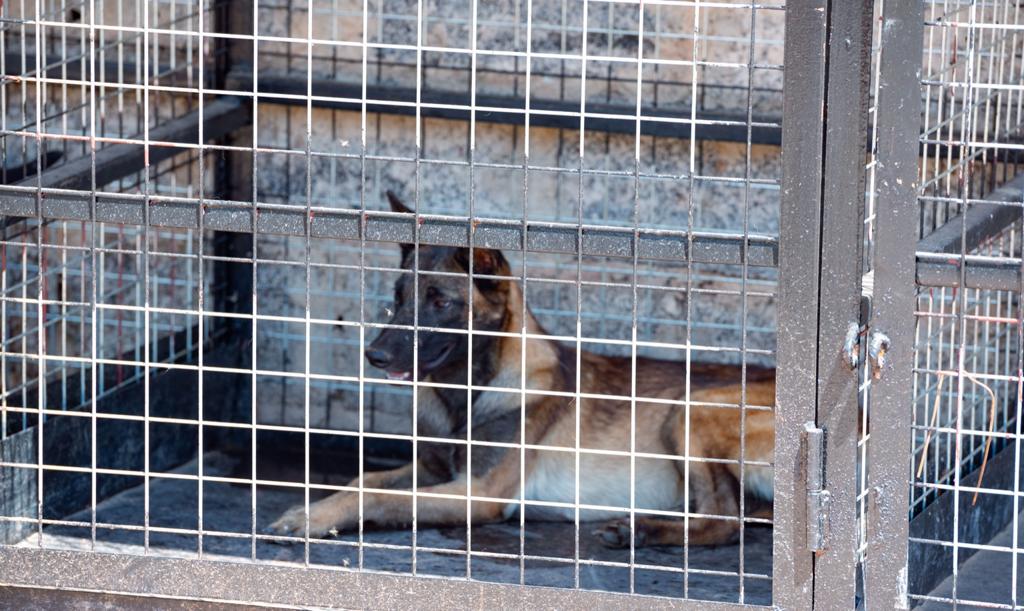 cage d'hospitalisation