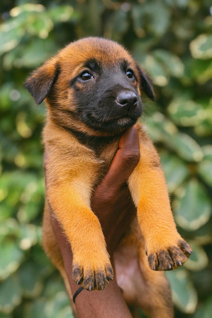 Chiot Berger Malinois