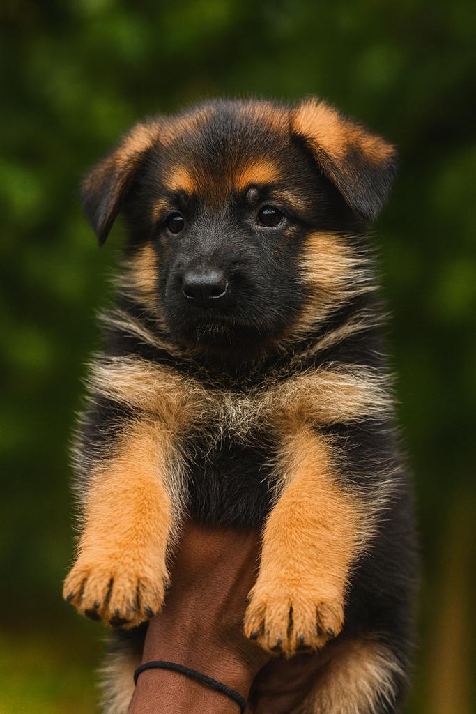 Chiot Berger Allemand